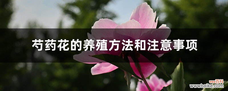 芍药花的养殖方法和注意事项