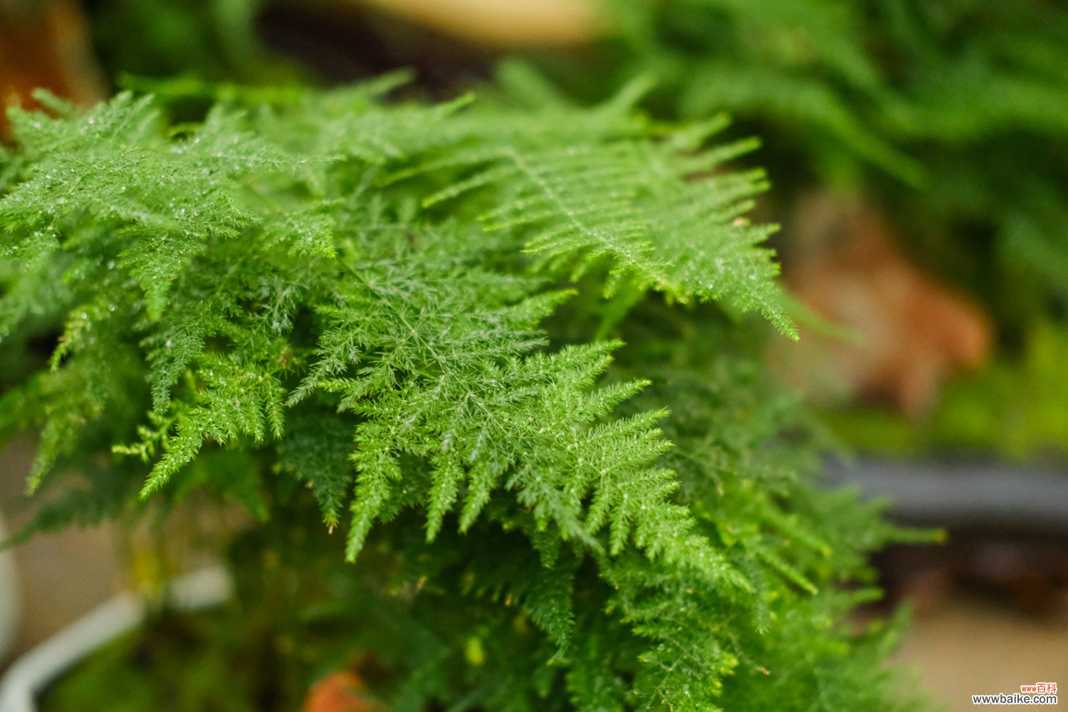 室内适合养的18种植物