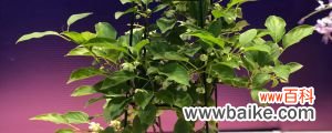 软枣猕猴桃的种植技术