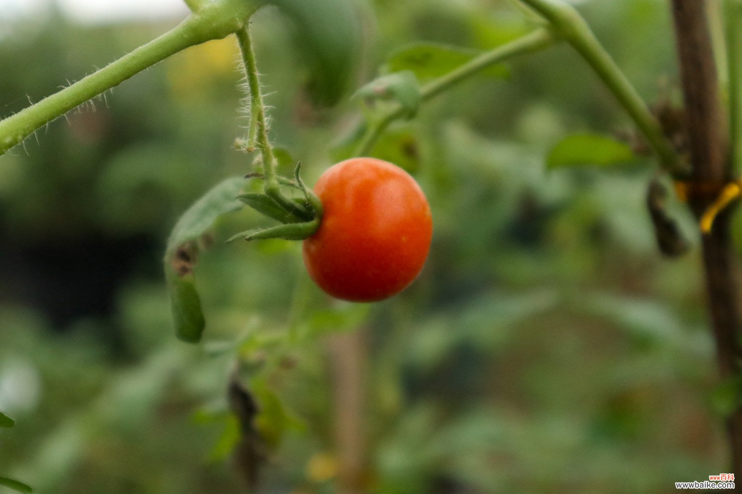 蕃茄栽培技术