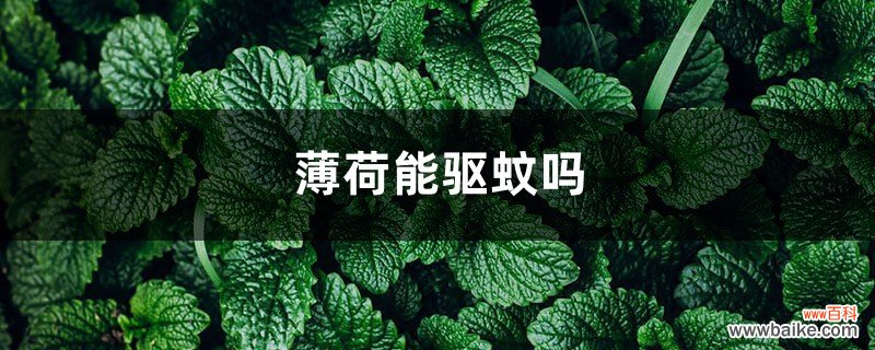 薄荷能驱蚊吗