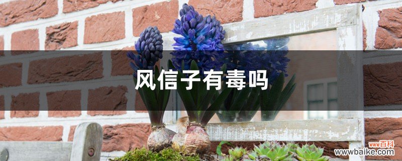 风信子有毒吗