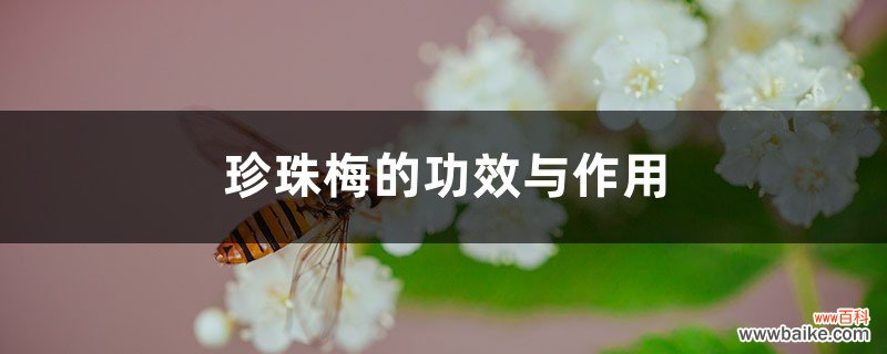 珍珠梅的功效与作用