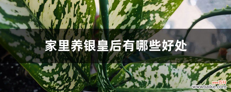 家里养银皇后有哪些好处