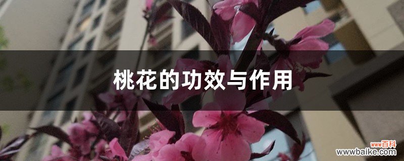 桃花的功效与作用