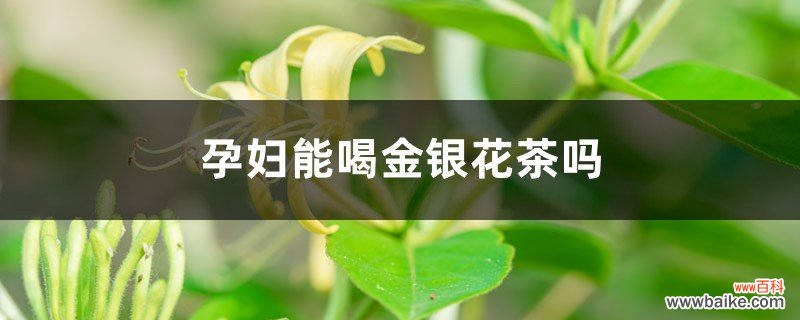 孕妇能喝金银花茶吗