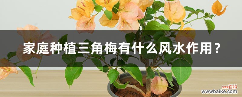 家庭种植三角梅有什么风水作用？