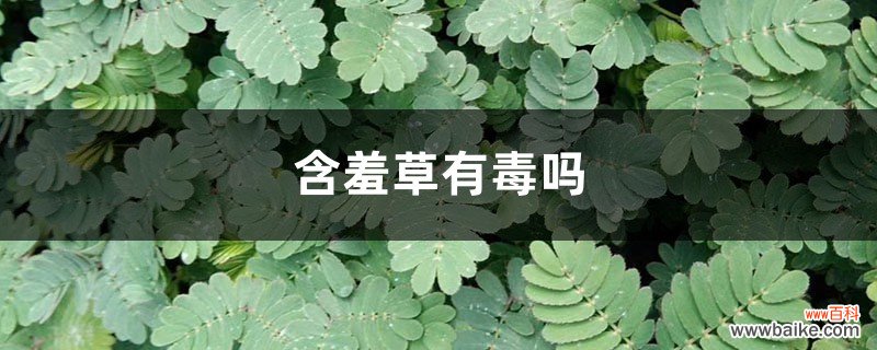 含羞草有毒吗