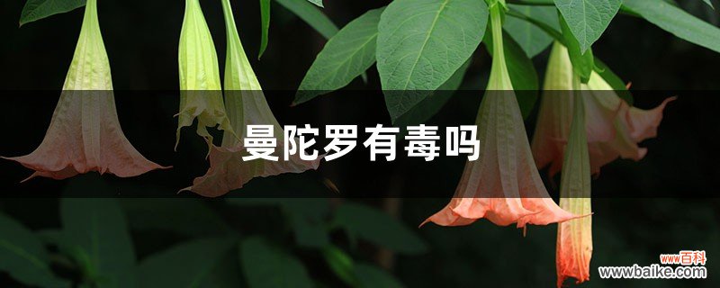 曼陀罗有毒吗