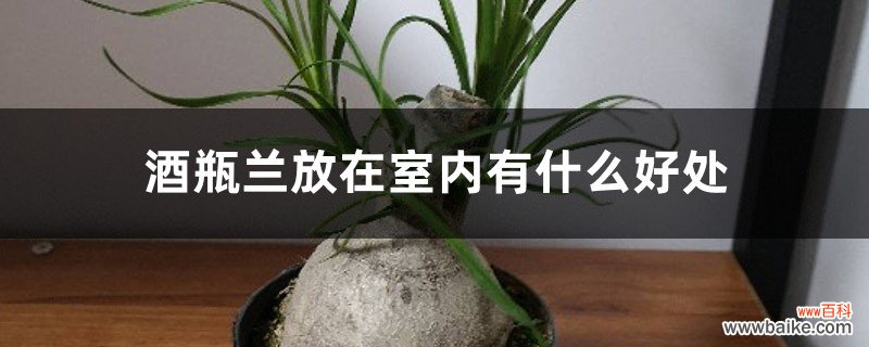 酒瓶兰放在室内有什么好处