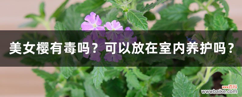 美女樱有毒吗？可以放在室内养护吗？