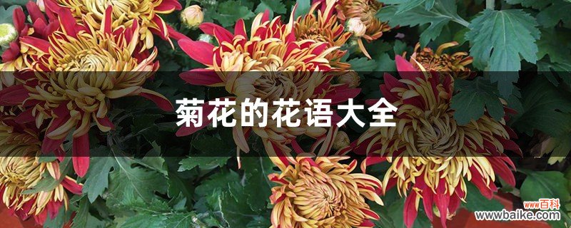 菊花的花语大全