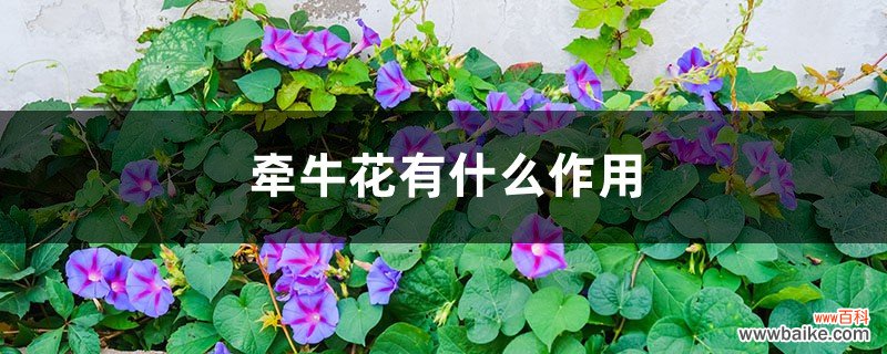 牵牛花有什么作用