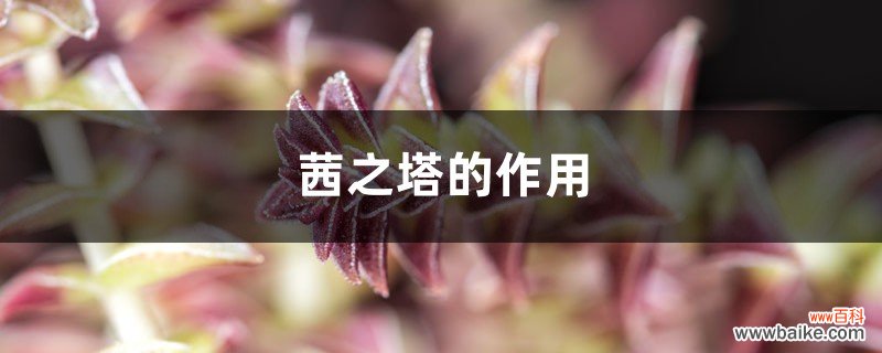 茜之塔的作用