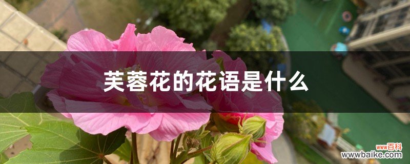 芙蓉花的花语是什么