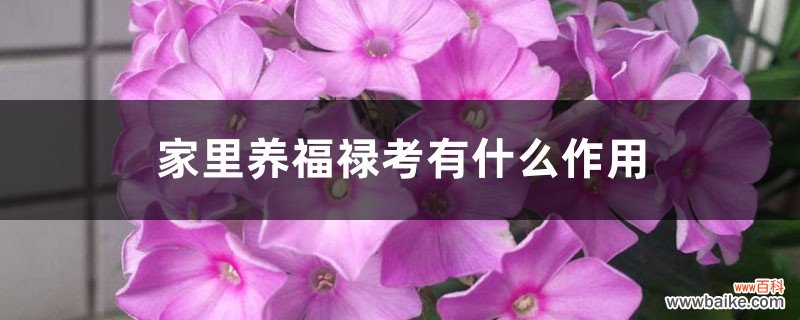 家里养福禄考有什么作用