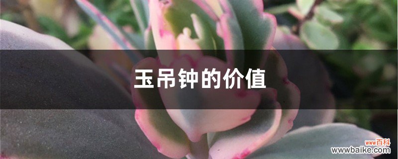 玉吊钟的价值