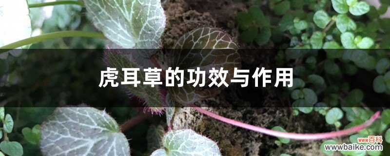 虎耳草的功效与作用