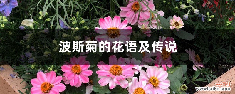 波斯菊的花语及传说