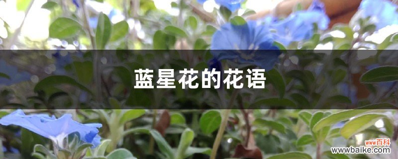 蓝星花的花语