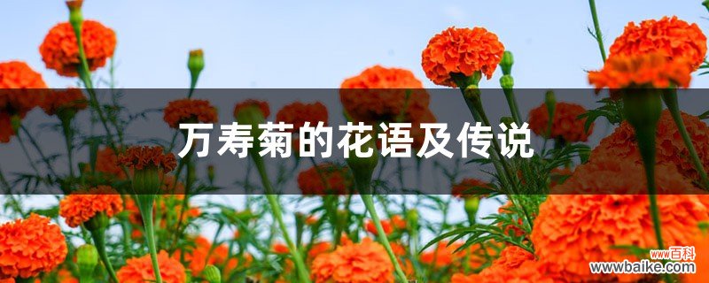 万寿菊的花语及传说