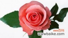 不同颜色的玫瑰花语含义是什么