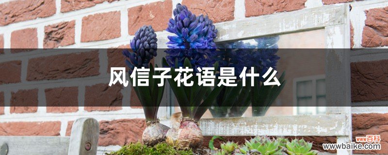 风信子花语是什么