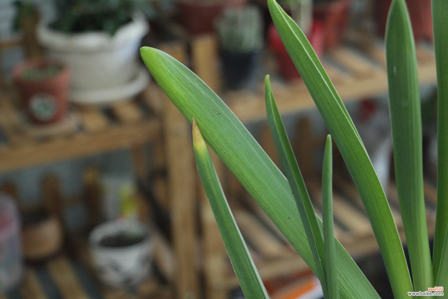 风信子花语是什么