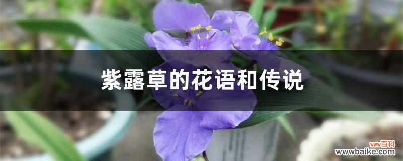 紫露草的花语和传说