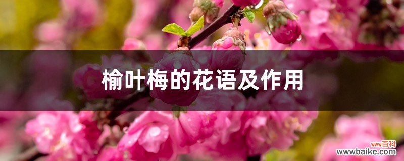 榆叶梅的花语及作用