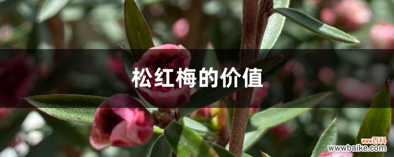 松红梅的价值