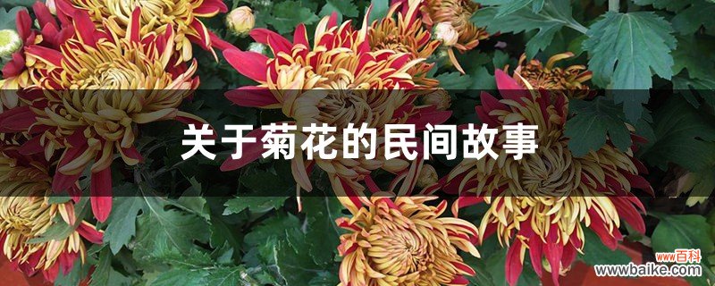 关于菊花的民间故事