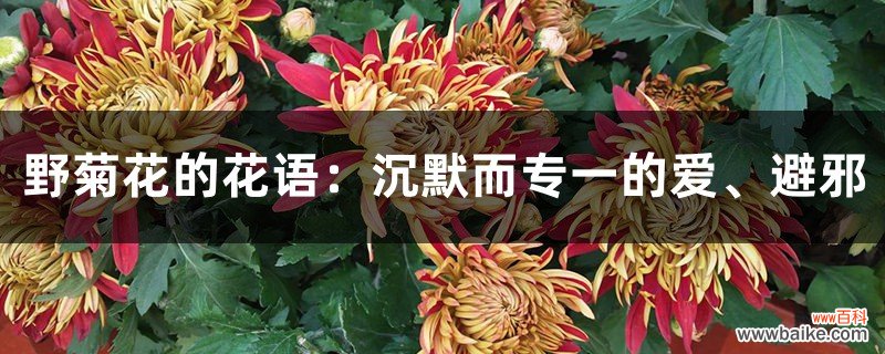 野菊花的花语：沉默而专一的爱、避邪