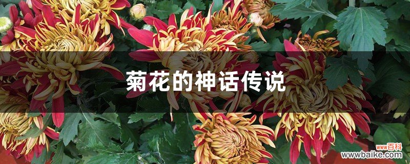 菊花的神话传说