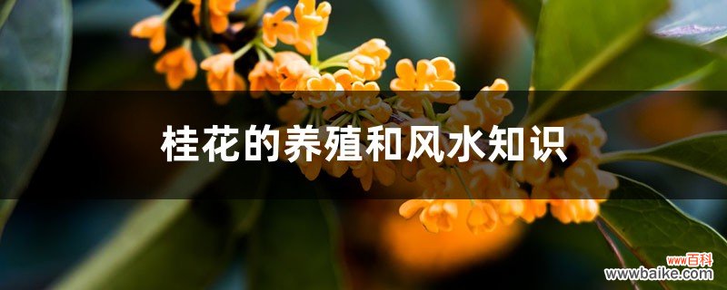 桂花的养殖和风水知识