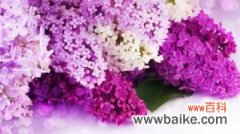 紫色丁香花的花语