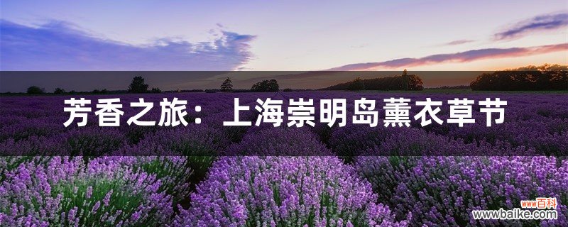 芳香之旅：上海崇明岛薰衣草节