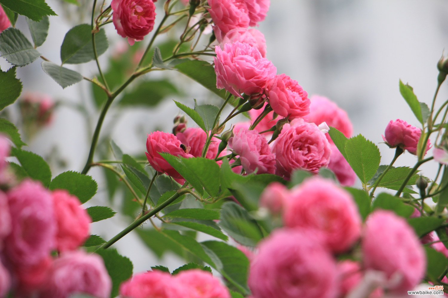 蔷薇简易插花的制作和欣赏