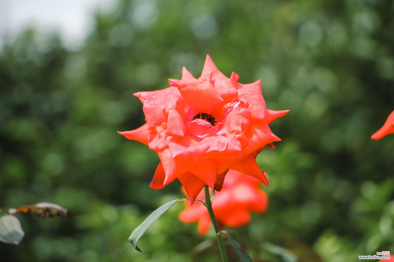 月季花图片