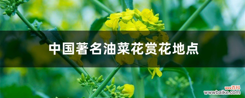 中国著名油菜花赏花地点