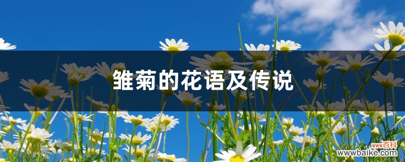 雏菊的花语及传说