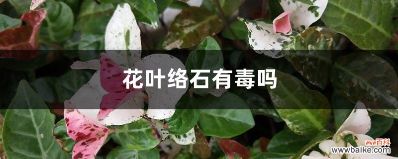 花叶络石有毒吗