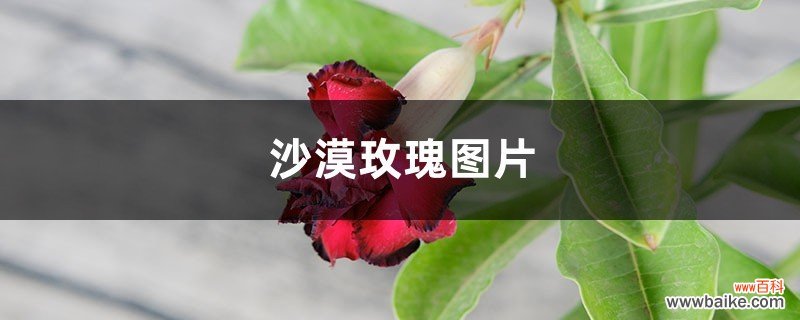 沙漠玫瑰图片