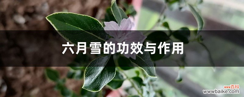 六月雪的功效与作用