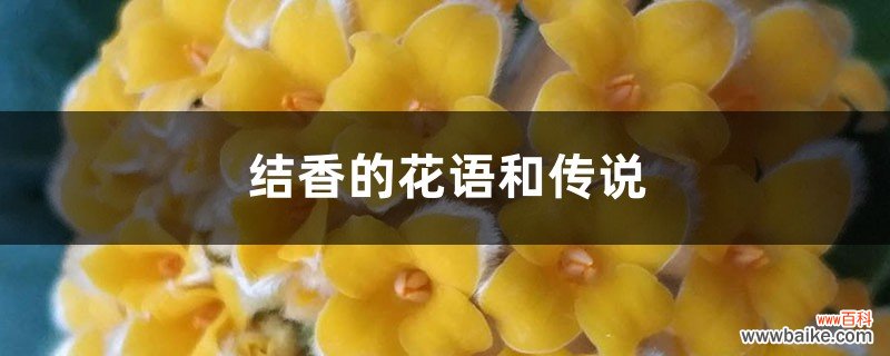 结香的花语和传说