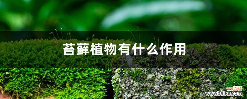 苔藓植物有什么作用