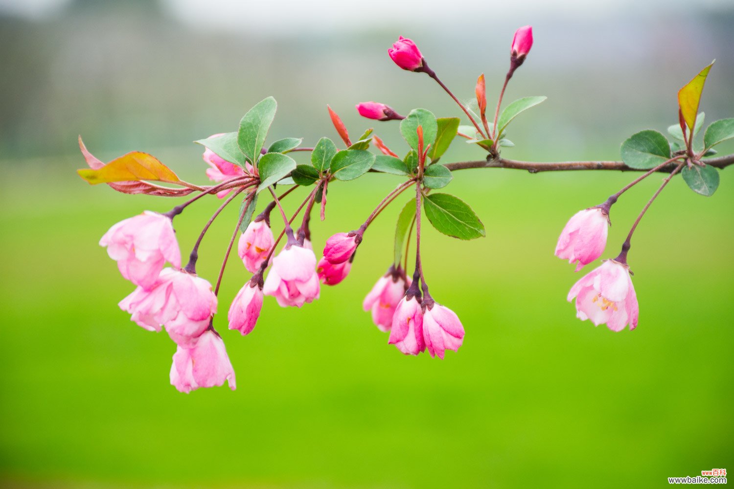 垂枝海棠的花语和文化背景