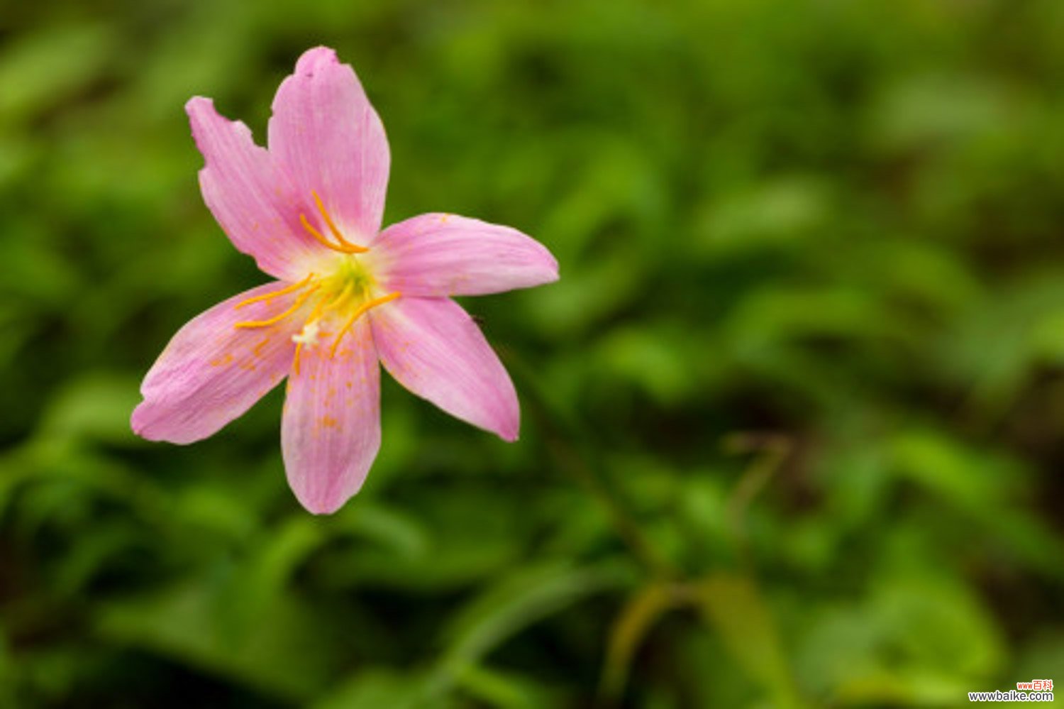 韭菜莲有毒吗