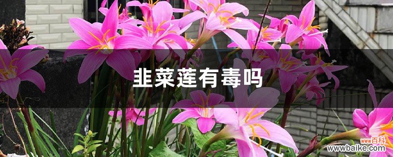 韭菜莲有毒吗