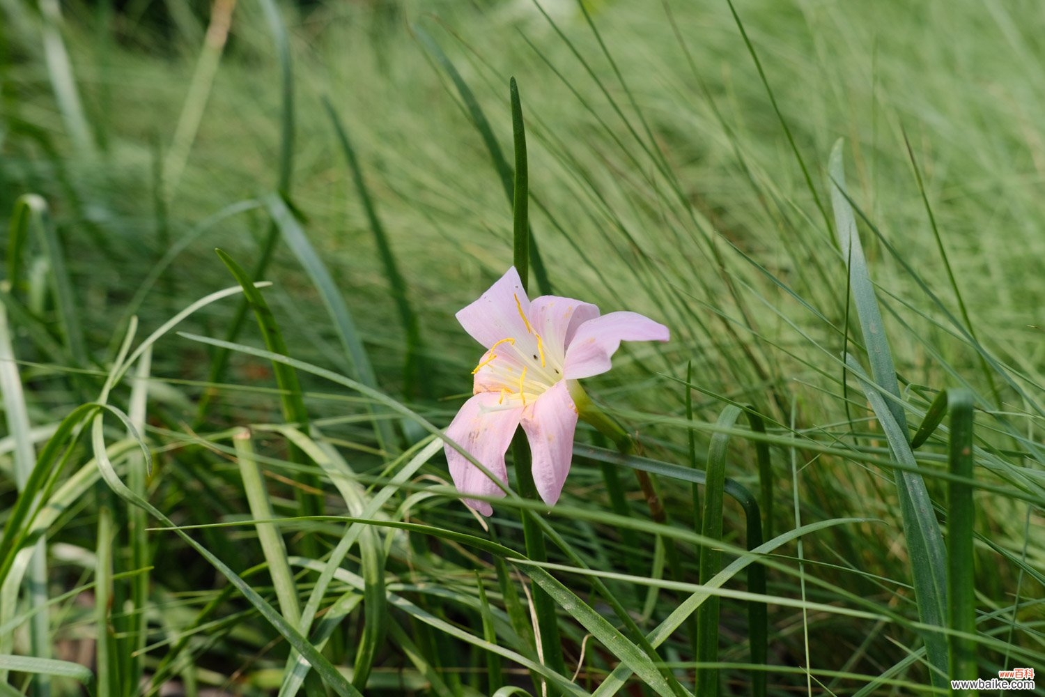 韭菜莲有毒吗